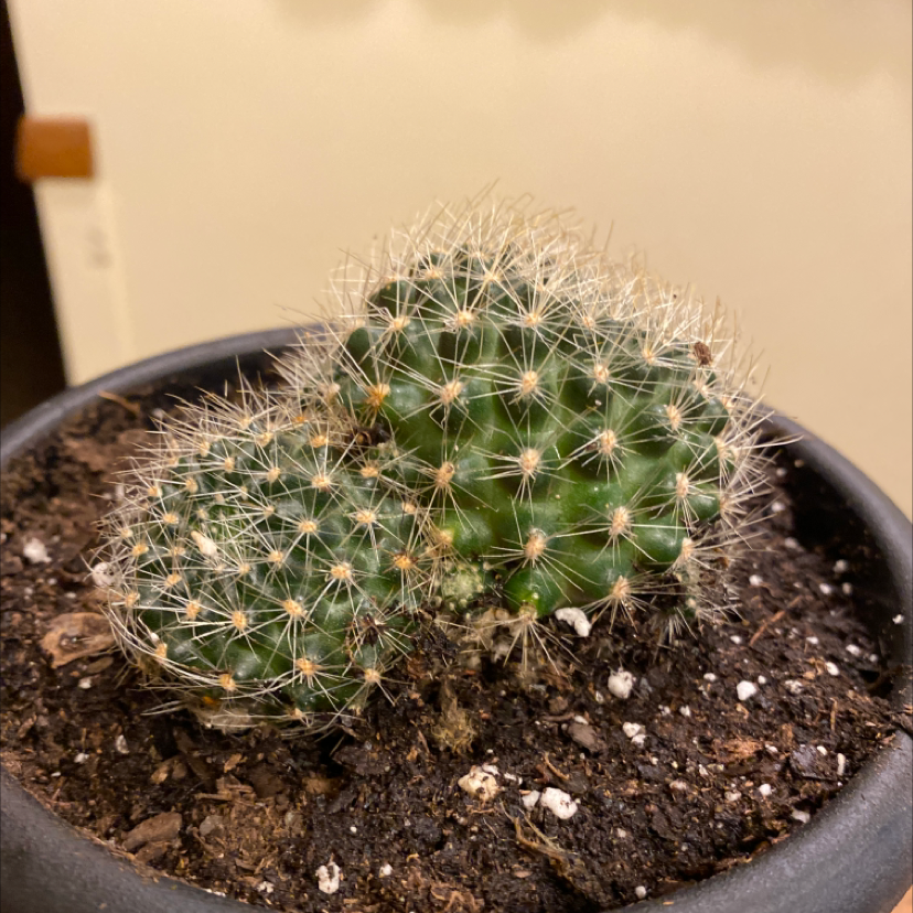 Orange Crown Cactus in a black pot with visible soil, well-framed and in focus.