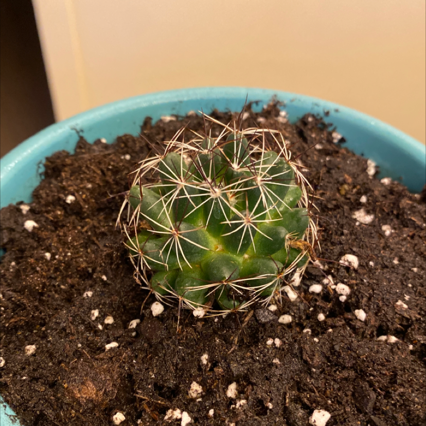 Photo of the plant species Mammillaria melaleuca by Emily named Oscar on Greg, the plant care app