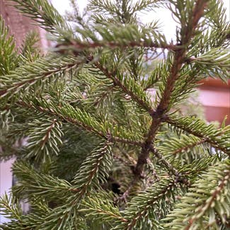 Norway spruce plant in Cavalier, North Dakota
