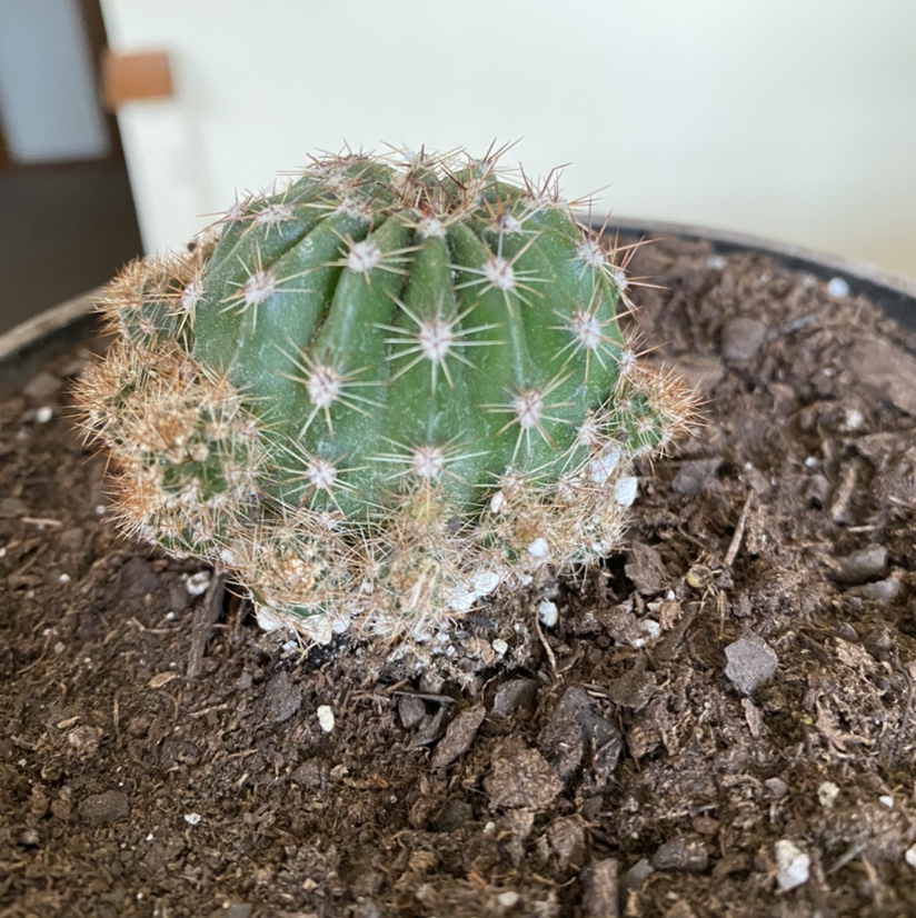 Image of a healthy Echinobivia 'Rainbow Bursts' cactus planted in soil.
