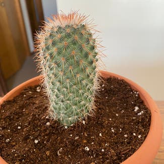 Spiny pincushion cactus plant in Cavalier, North Dakota