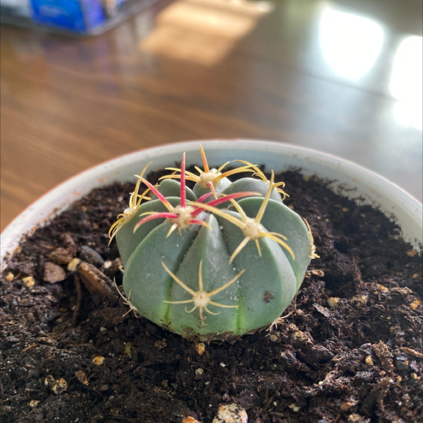 Photo of the plant species Ferocactus macrodiscus by Emily named Candy on Greg, the plant care app