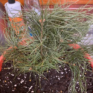 Swiss pine plant in Cavalier, North Dakota