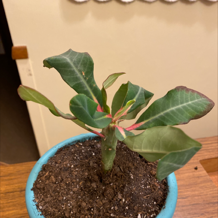 Photo of the plant species Euphorbia viguieri var. ankarafantsiensis by Emily named Hemingway on Greg, the plant care app