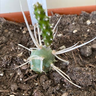 Paper Spine Cactus plant in Cavalier, North Dakota
