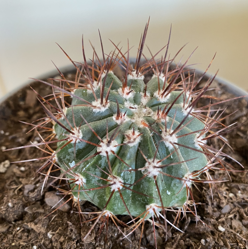 Photo of the plant species Melocactus azureus ferreophilus by Emily named Fernie Mac on Greg, the plant care app