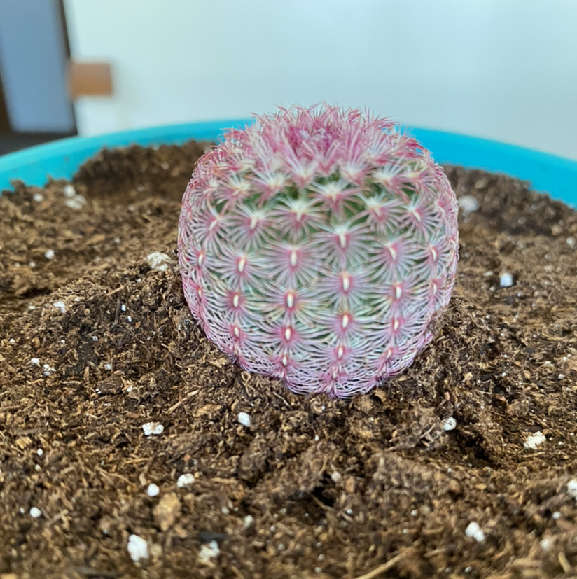 Photo of the plant species Rainbow Cactus by Emily named Surya on Greg, the plant care app