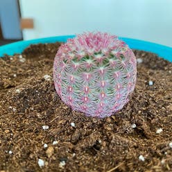 Rainbow Cactus plant