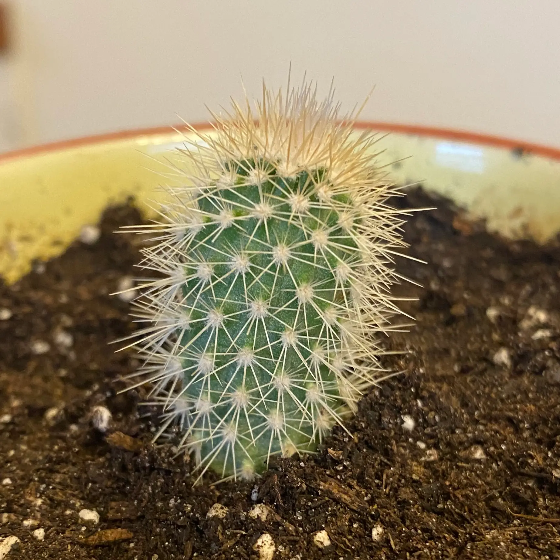 Photo of the plant species Webster's Hedgehog Cactus by Emily named Sonic on Greg, the plant care app
