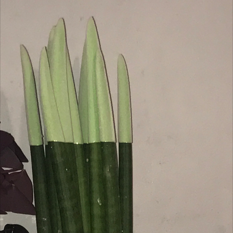 Photo of the plant species Dracaena 'Mikado' by Evie named Osmo on Greg, the plant care app