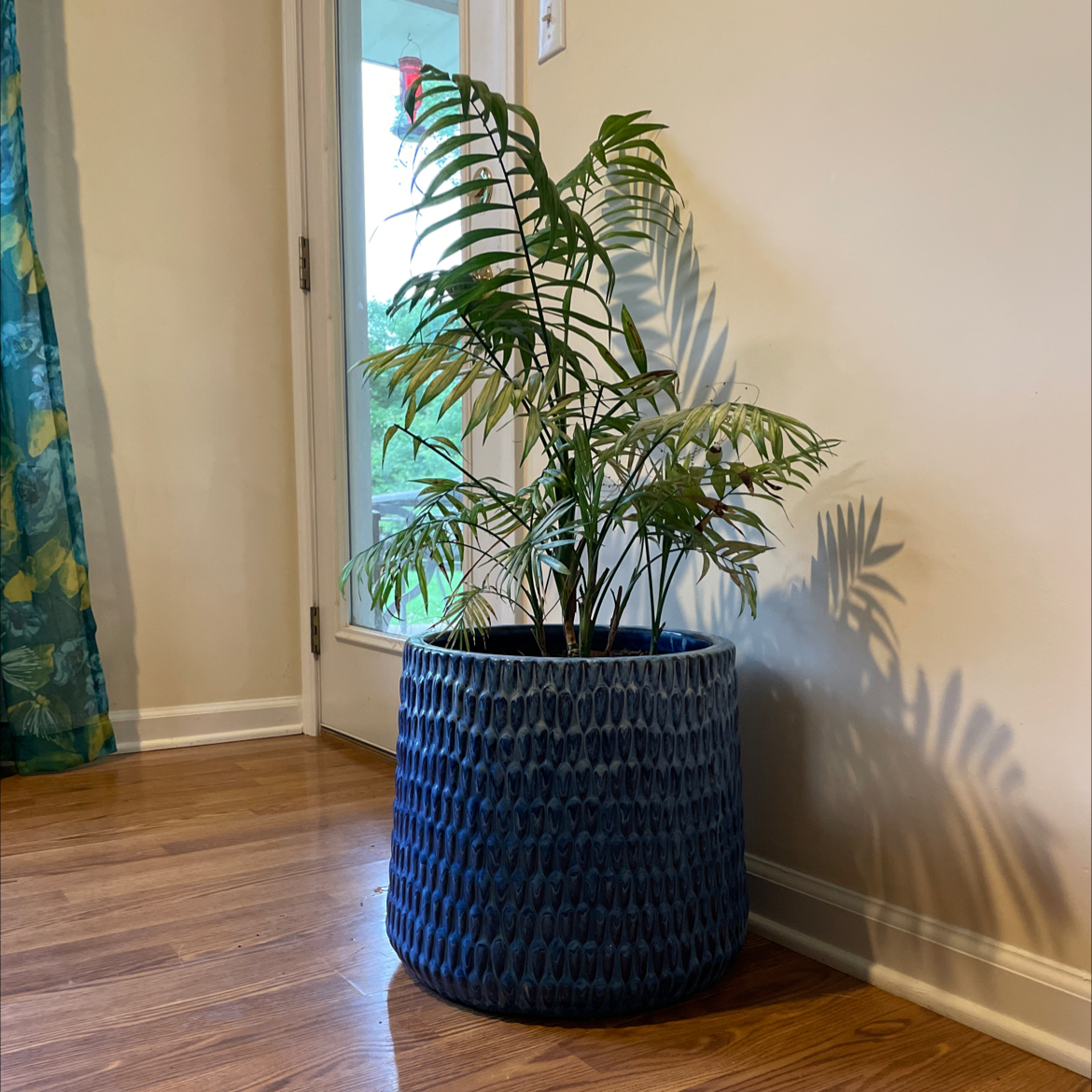 Parlour Palm plant photo by @Rhoadeslesstraveled named Baby on Greg, the plant care app.