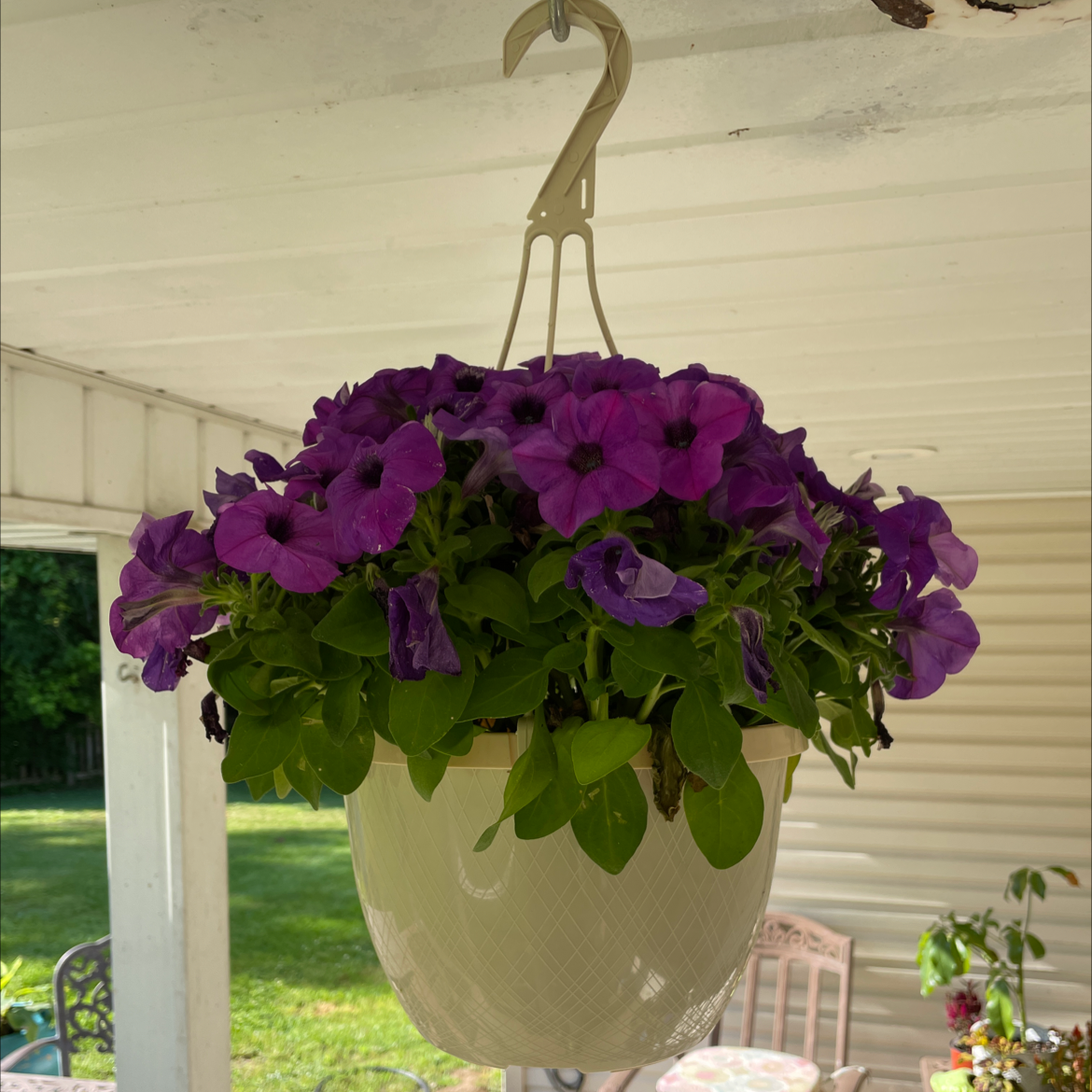 Hanging basket with vibrant purple petunias in full bloom.