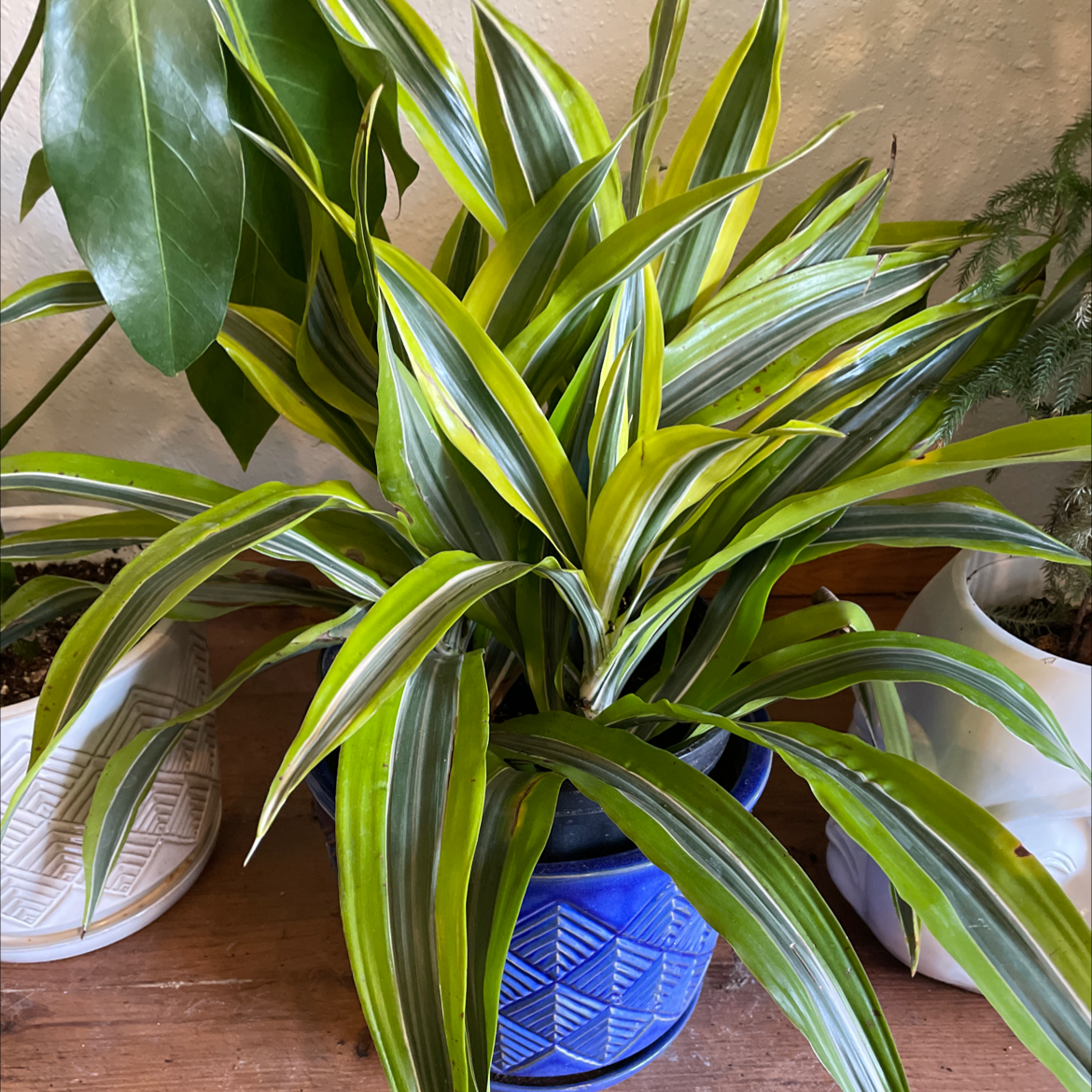 Dracaena 'Lemon Lime' plant in a blue pot with vibrant green and yellow-striped leaves.