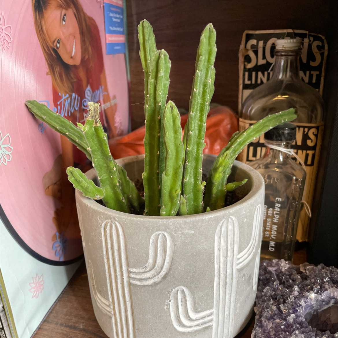 Columnar Cactus in a decorative pot with a cactus design, surrounded by various objects.