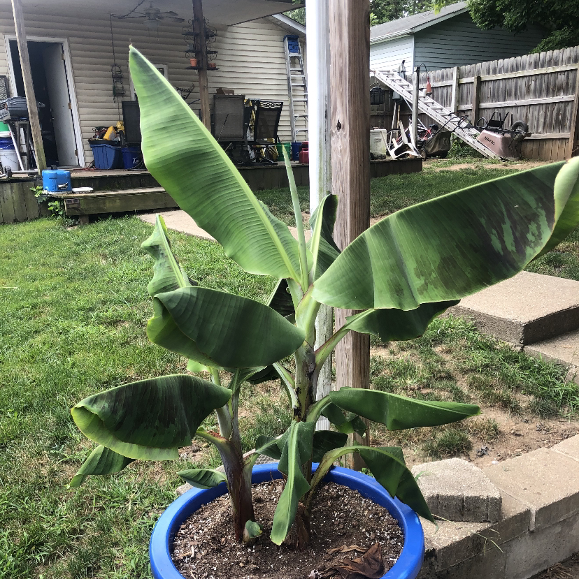 False Banana plant photo by Trin named 🍌walter🍌 on Greg, the plant care app.