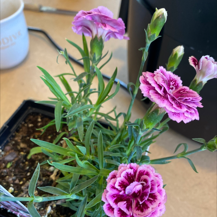Border Carnation plant with vibrant pink and purple flowers in a pot.