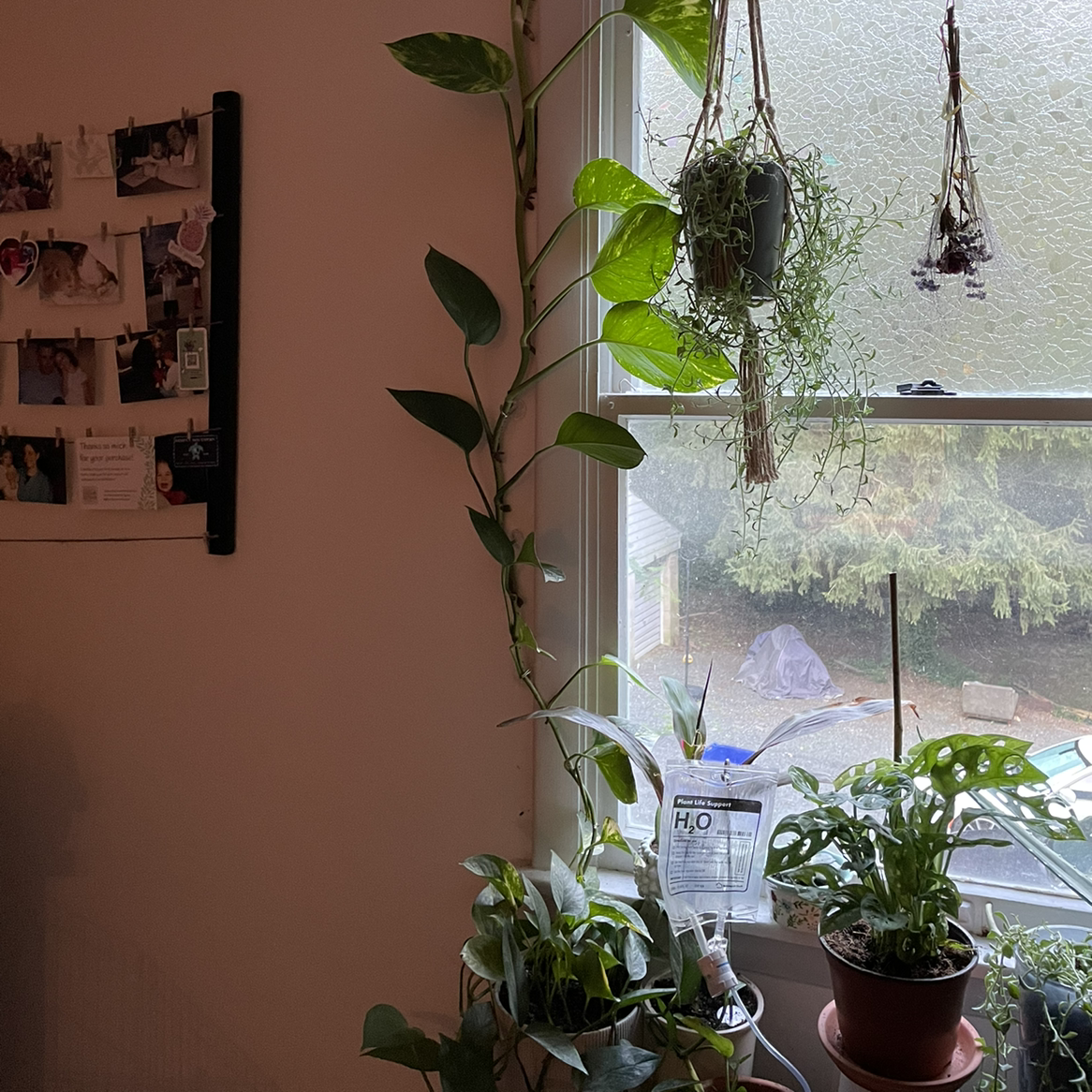 Taro Vine plant photo by @Rae0807 named Big boy! on Greg, the plant care app.