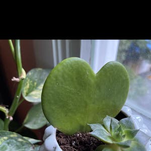 Sweetheart Hoya plant photo by @Rae0807 named Mollie on Greg, the plant care app.