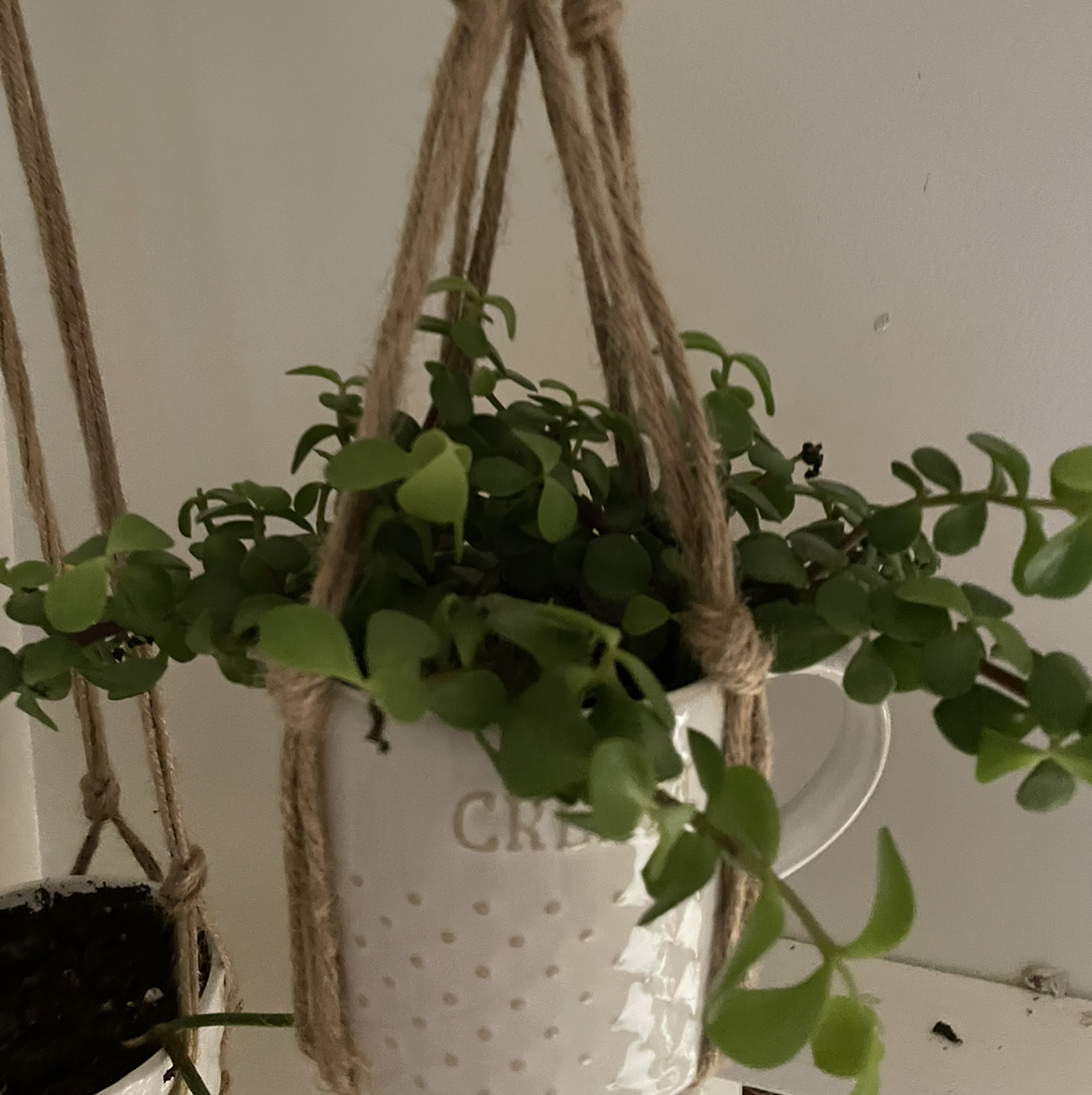 Elephant Bush plant photo by @Rae0807 named Cream on Greg, the plant care app.