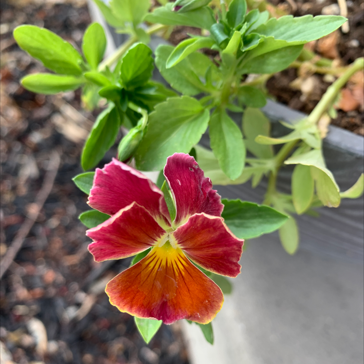 Wild Pansy plant photo by Rachel named Sir Plancelot on Greg, the plant care app.
