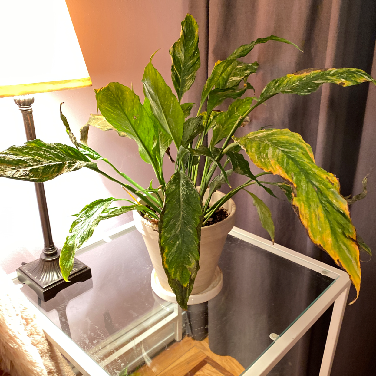 Domino Peace Lily with yellowing and browning leaves in a pot on a glass table.