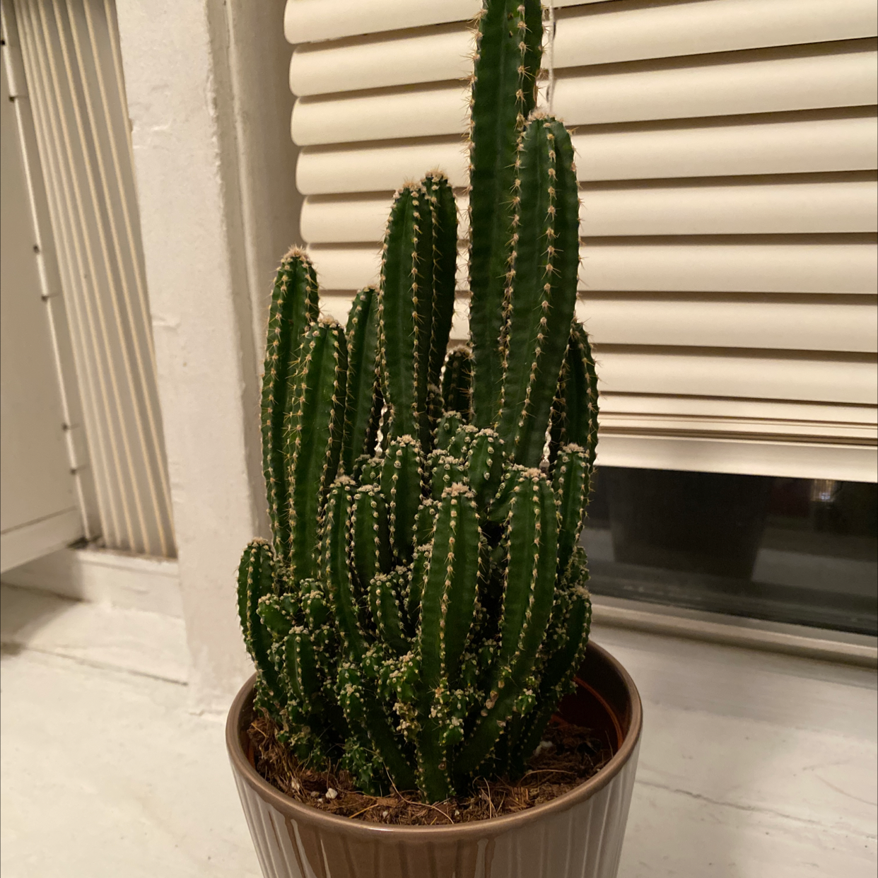 Photo of the plant species Columnar Cactus by @Dantwis named Coco on Greg, the plant care app