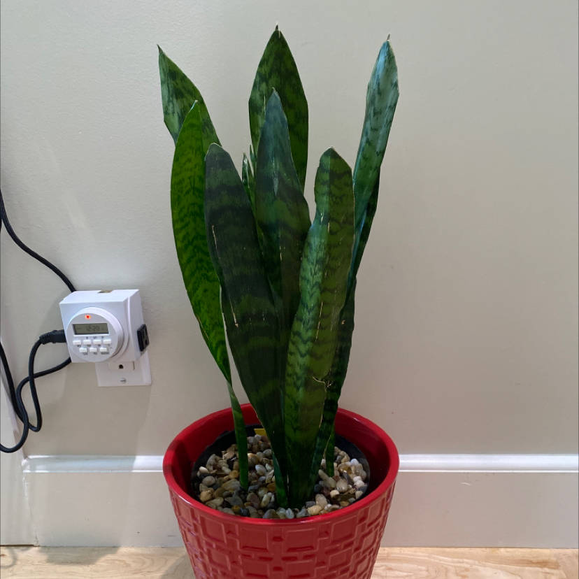 Snake Plant plant photo by @ifonlyfloramoment named Severus Snake on Greg, the plant care app.