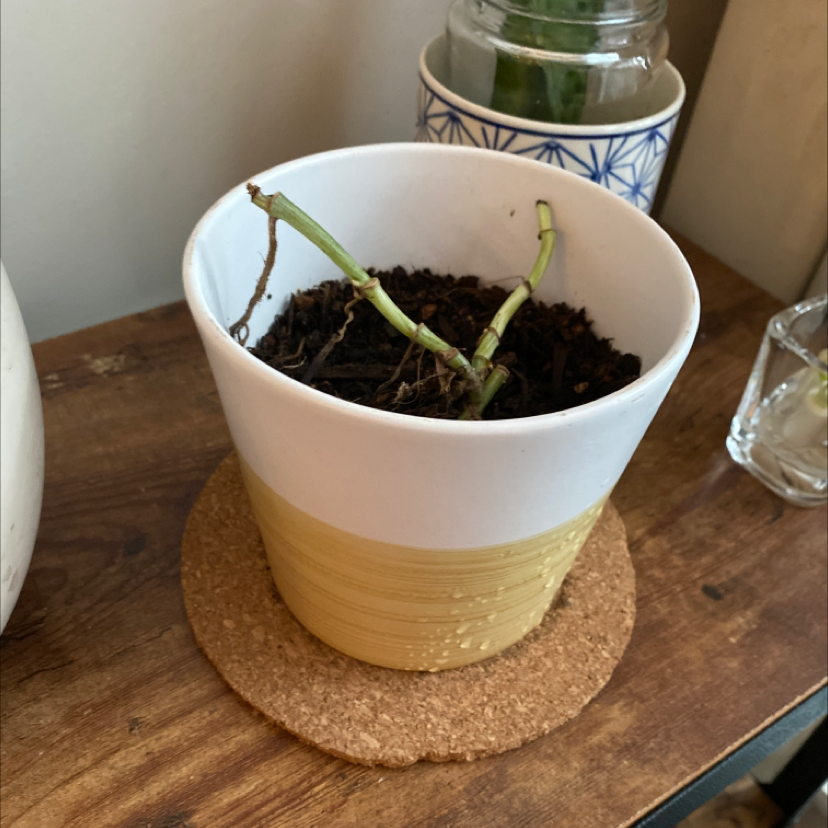 Pothos N' Joy plant photo by @ifonlyfloramoment named Martha on Greg, the plant care app.