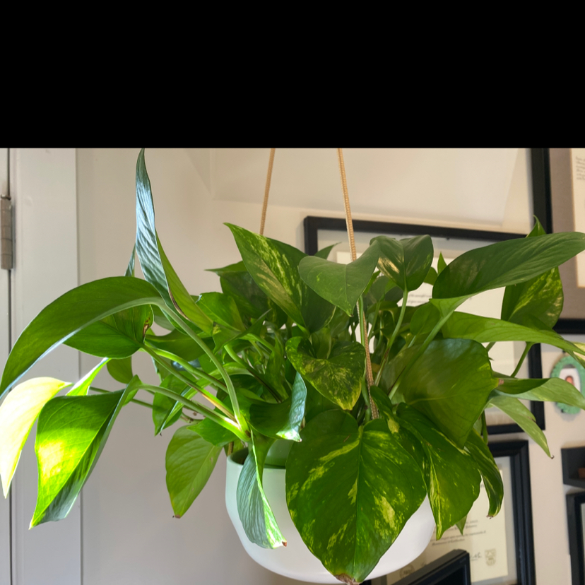 Taro Vine plant photo by @ifonlyfloramoment named Goldilocks on Greg, the plant care app.