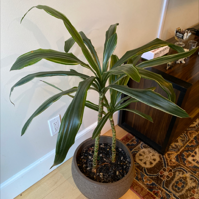 Dracaena 'Warneckii' plant in a pot with visible soil, healthy green leaves, and no signs of disease.