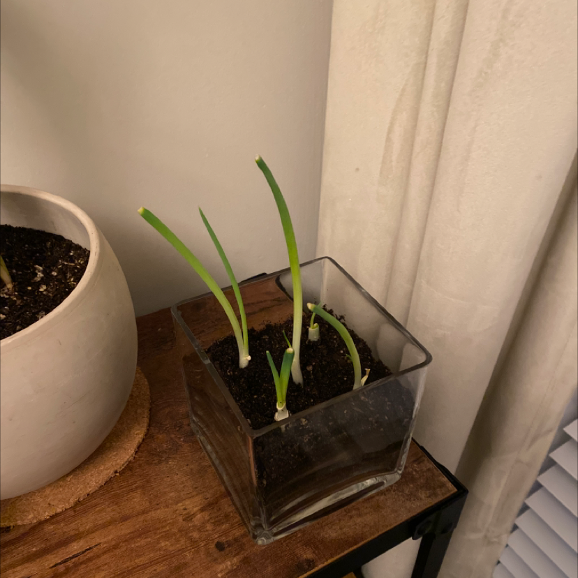 Long Green Onion plant photo by @ifonlyfloramoment named Green Onions on Greg, the plant care app.