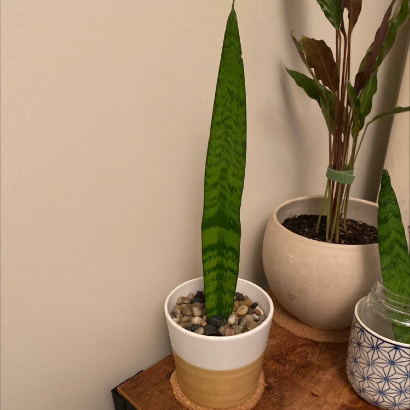 Snake Plant plant photo by @ifonlyfloramoment named Sandra on Greg, the plant care app.