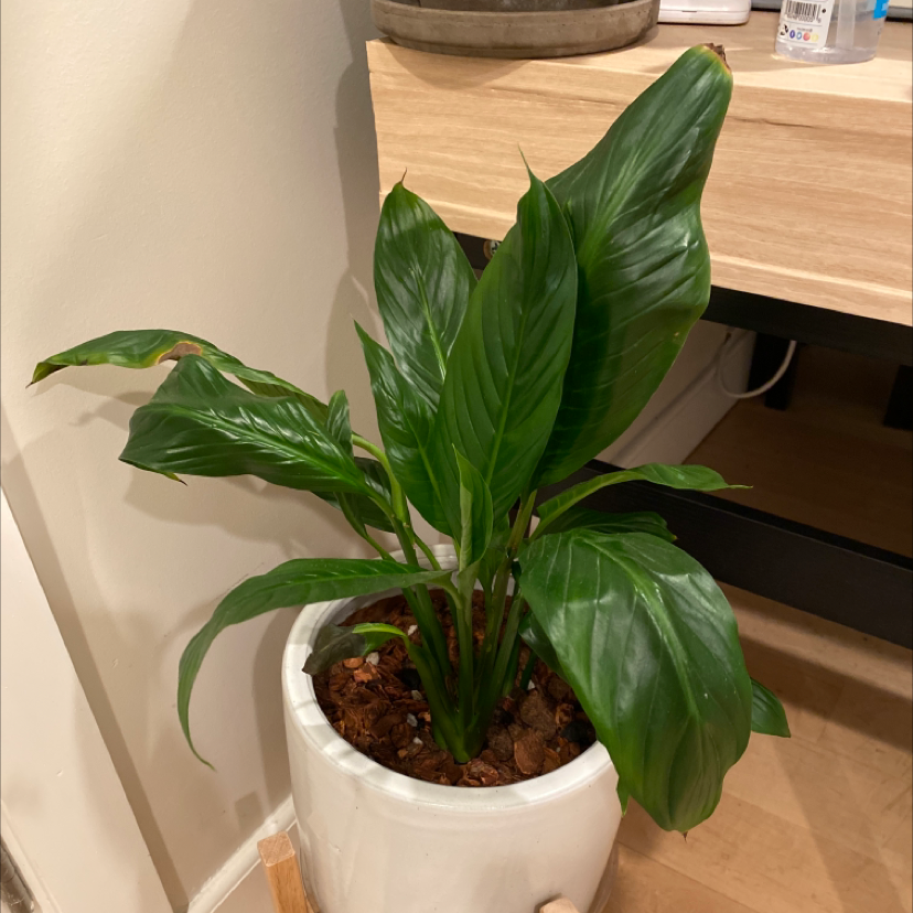 Peace Lily plant photo by @ifonlyfloramoment named Lily on Greg, the plant care app.
