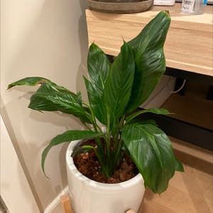 Peace Lily plant photo by Ifonlyfloramoment named Lily on Greg, the plant care app.