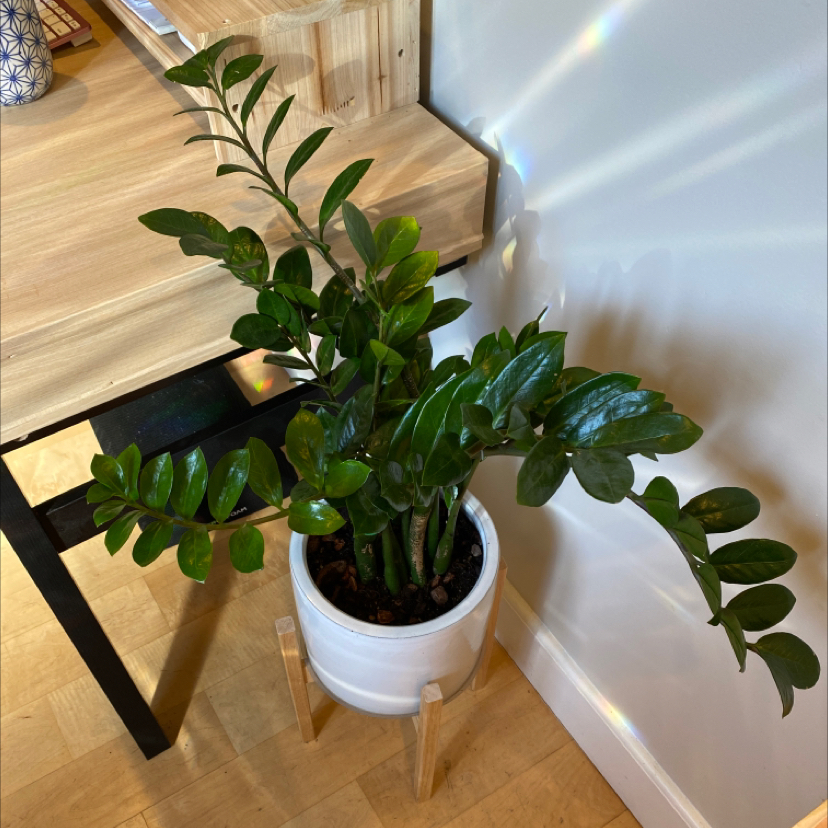 Zamioculcas Zamiifolia plant photo by @ifonlyfloramoment named Aziz on Greg, the plant care app.