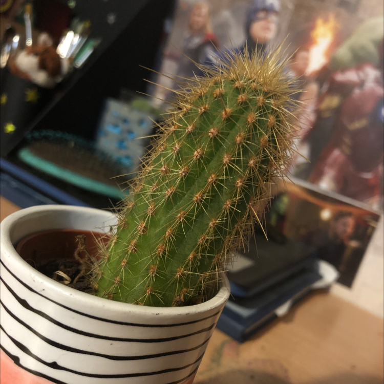 Photo of the plant species Pilosocereus arrabidae by @juno named Larry on Greg, the plant care app