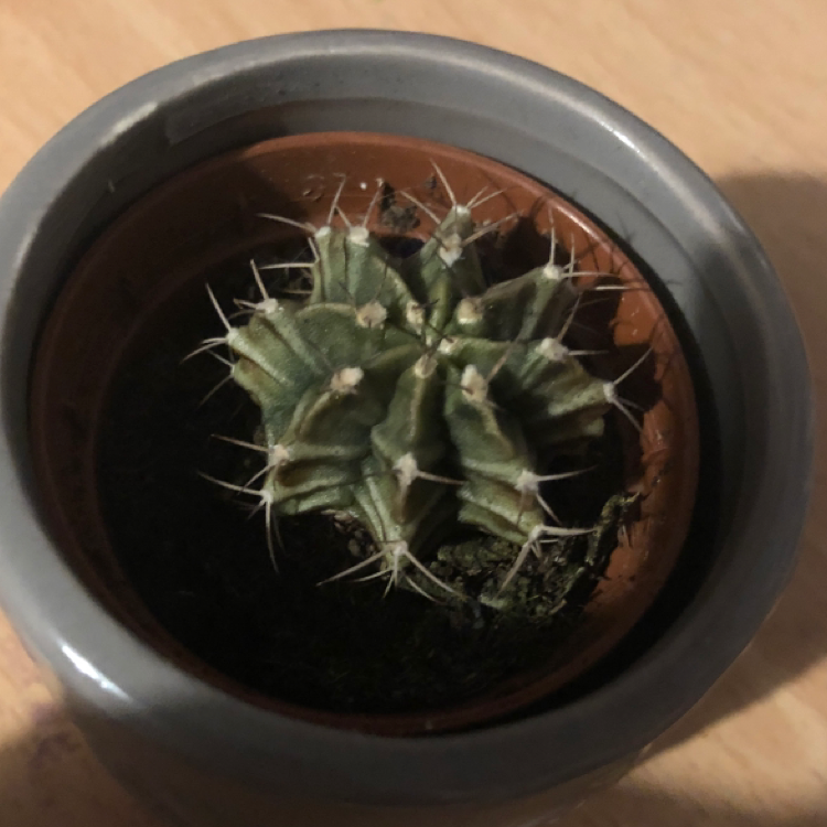 Star Plant plant photo by @juno named Ebony Dementia Darkness Raven Way on Greg, the plant care app.