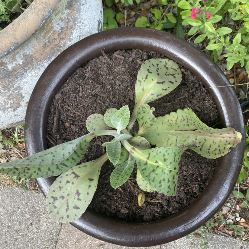 Potted Donkey Ears plant with broad, spotted leaves and visible soil.