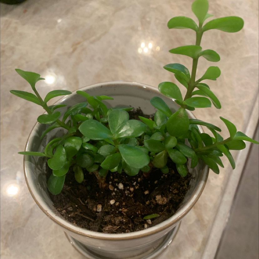 Elephant Bush plant photo by @LuLu246 named Jerimiah (jermy) on Greg, the plant care app.