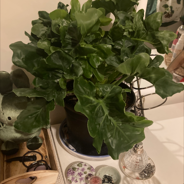 Philodendron 'Super Atom' plant with lush green leaves in a pot on a surface with various objects.