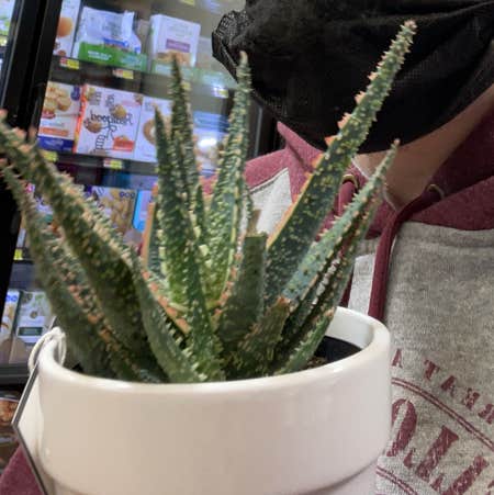 Photo of the plant species Aloe 'Purple Haze' by @koifish named Sammy on Greg, the plant care app