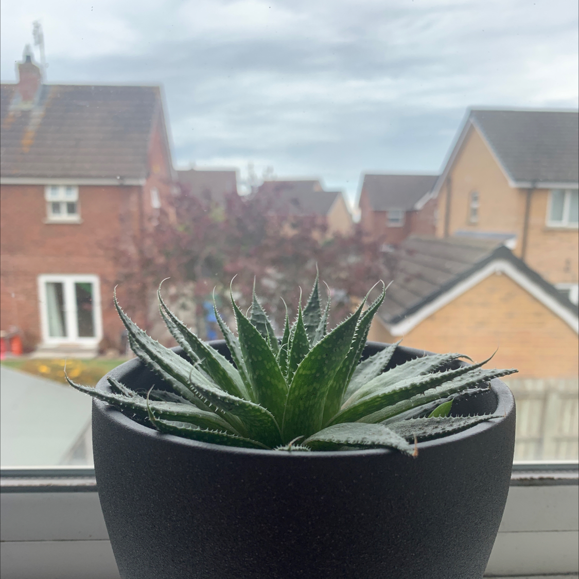 Photo of the plant species Aloe Polyphylla by @EthanFearon named Alvin on Greg, the plant care app