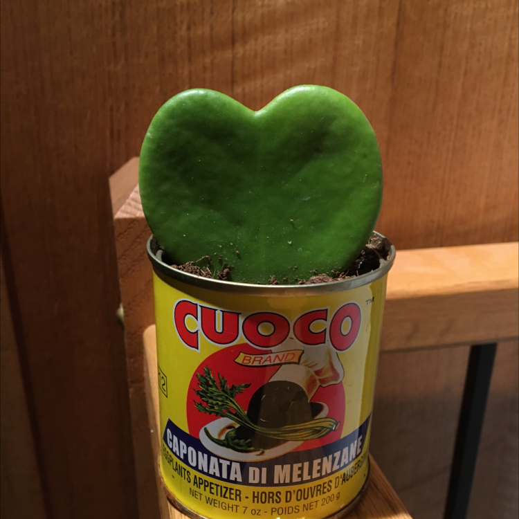 Photo of the plant species Sweetheart Hoya by Rowan named Cuco on Greg, the plant care app
