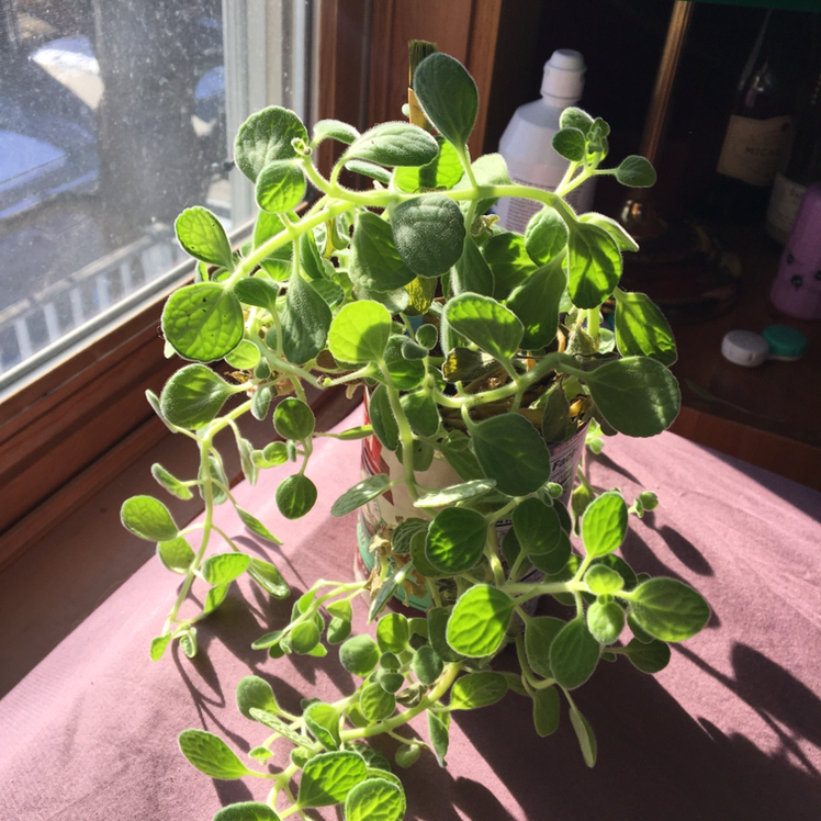 Healthy, vibrant oregano plant with dense green leaves growing in a small white pot on a sunny windowsill.
