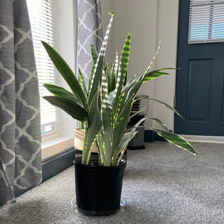 Metallica Snake Plant plant in Baltimore, Maryland