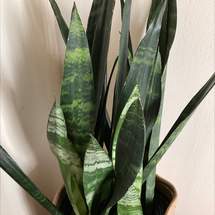 Photo of the plant species Zeylanica Snake Plant by @madtxn named Snakey on Greg, the plant care app