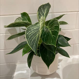 Philodendron Birkin plant in Baltimore, Maryland