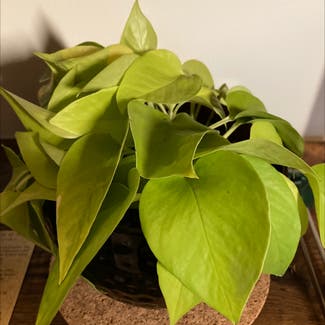 Neon Pothos plant in Baltimore, Maryland