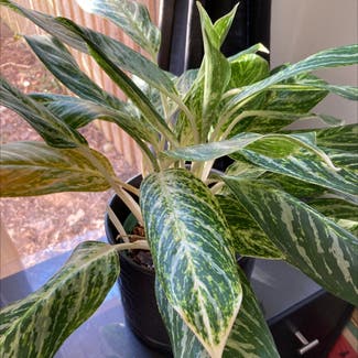 Chinese Evergreen plant in Baltimore, Maryland