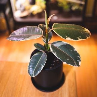 Variegated Rubber Tree plant in Baltimore, Maryland